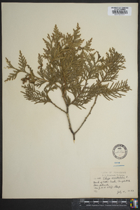 Thuja occidentalis image