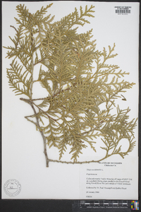 Thuja occidentalis image