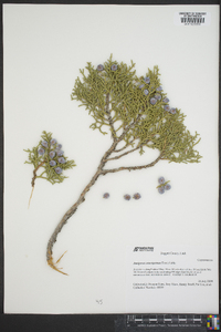 Juniperus scopulorum image