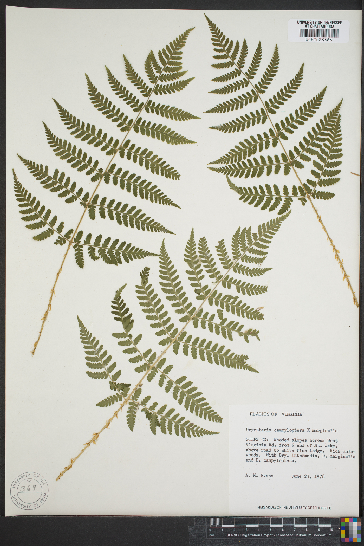 Dryopteris campyloptera image