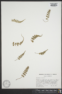 Asplenium x trudellii image