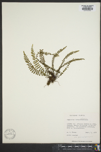 Asplenium heterochroum image