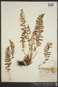 Woodsia appalachiana image