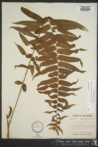 Athyrium pycnocarpon image