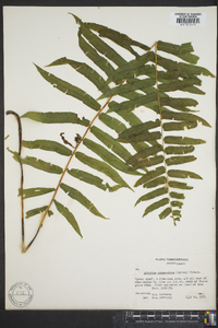 Athyrium pycnocarpon image