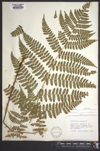 Dryopteris campyloptera image