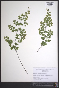 Adiantum capillus-veneris image