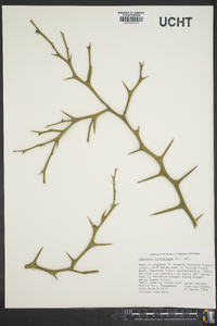 Poncirus trifoliata image