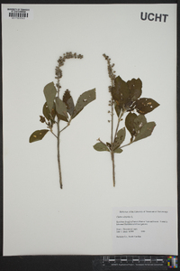 Clethra alnifolia image