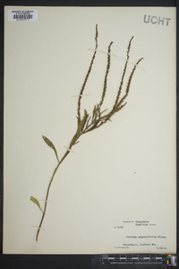 Verbena angustifolia image