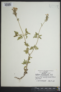 Glandularia bipinnatifida var. bipinnatifida image