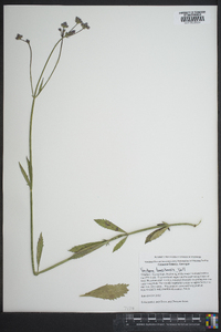 Verbena brasiliensis image