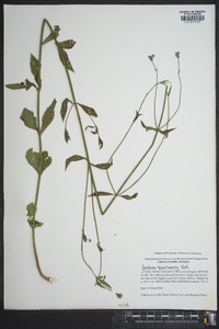 Verbena brasiliensis image