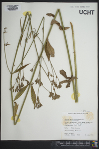 Verbena brasiliensis image