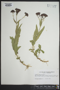 Verbena rigida image