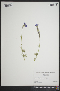 Glandularia pulchella image