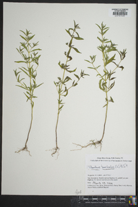 Trichostema coeruleum image