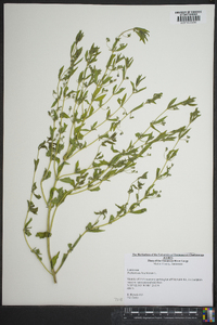 Trichostema coeruleum image