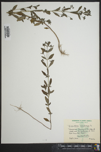 Trichostema dichotomum image