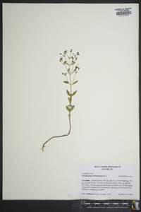 Trichostema dichotomum image