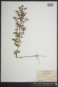 Trichostema dichotomum image