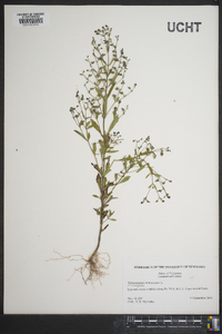 Trichostema dichotomum image