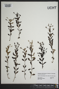 Trichostema dichotomum image