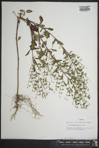 Trichostema dichotomum image