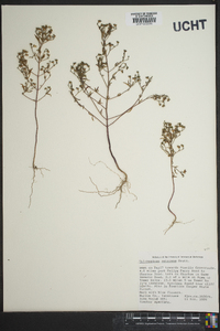 Trichostema setaceum image