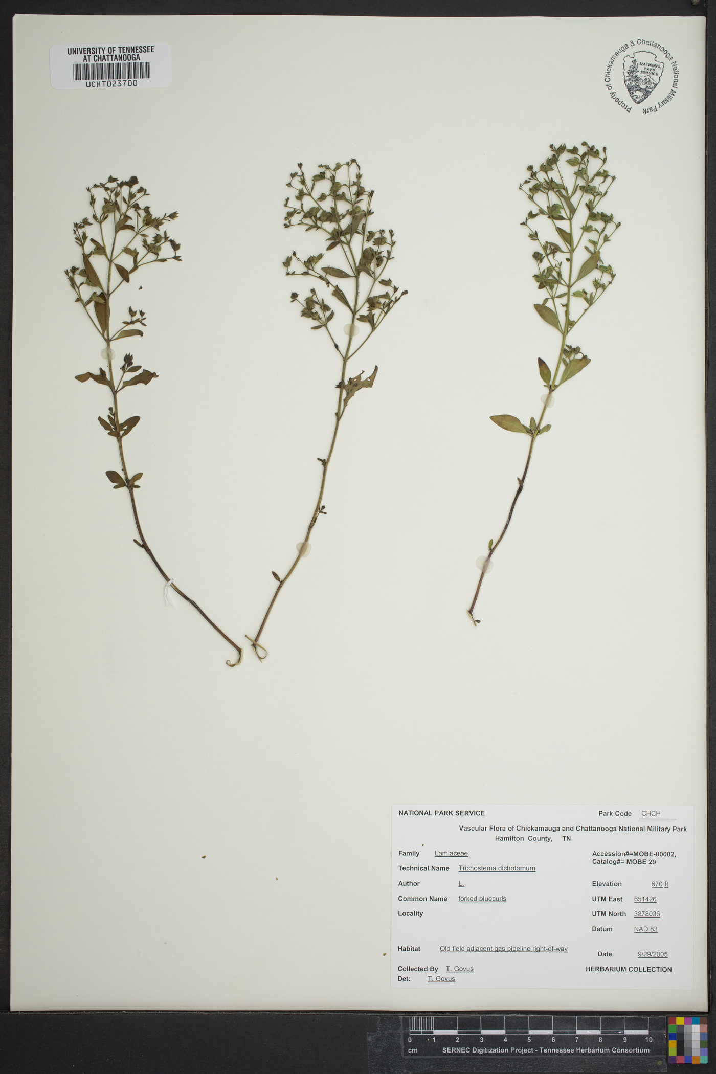 Trichostema setaceum image