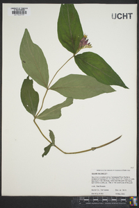 Spigelia marilandica image