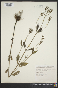 Cynoctonum mitreola image