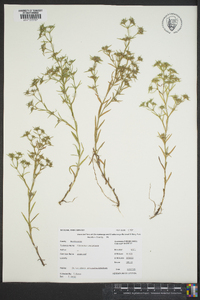 Polypremum procumbens image