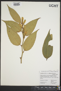 Leucothoe axillaris image