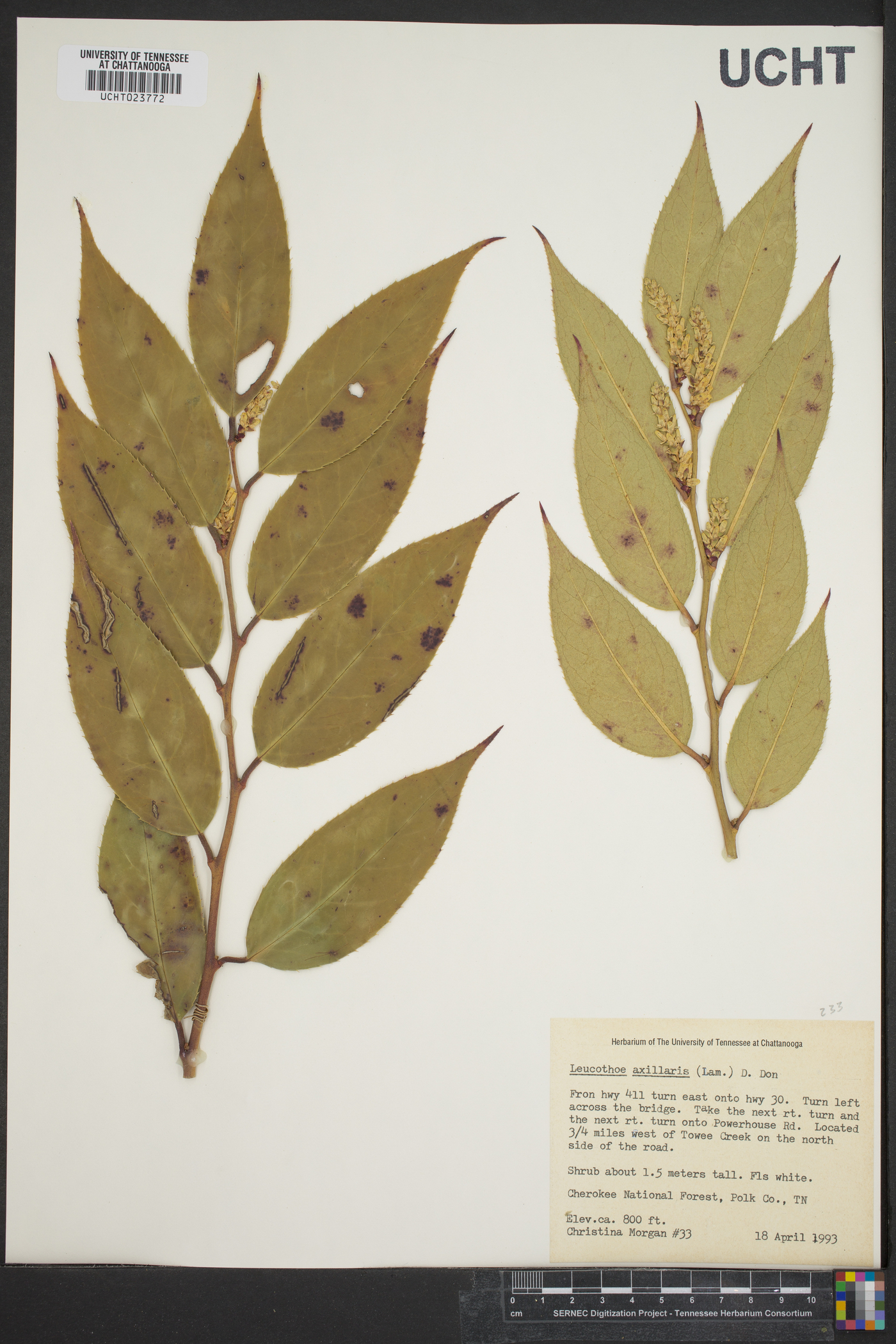 Leucothoe fontanesiana image