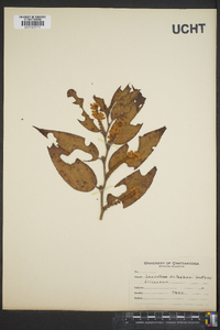 Leucothoe catesbaei image