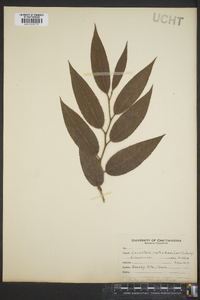 Leucothoe catesbaei image