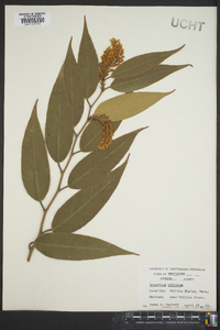 Leucothoe editorum image