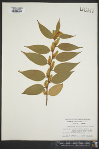 Leucothoe editorum image