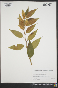 Leucothoe fontanesiana image