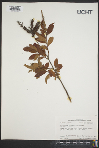 Leucothoe racemosa image