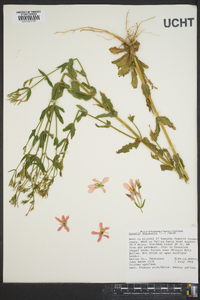 Sabatia angularis image