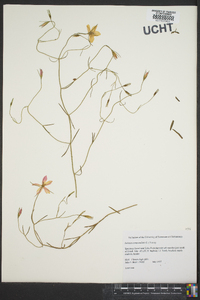 Sabatia campanulata image