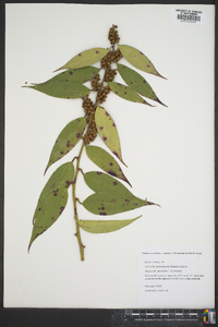 Leucothoe fontanesiana image