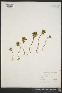 Obolaria virginica image