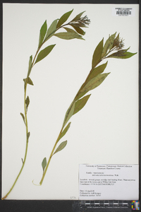 Amsonia tabernaemontana image