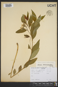 Amsonia tabernaemontana image