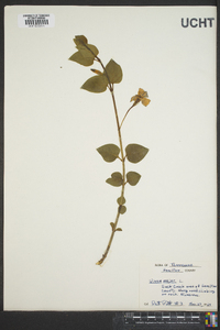 Vinca major image