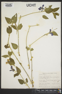 Vinca major image