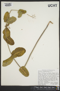 Asclepias amplexicaulis image